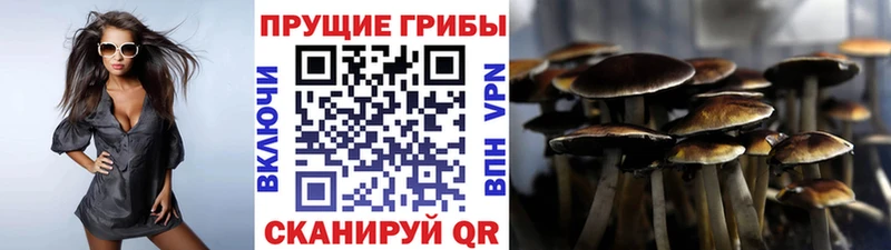 Галлюциногенные грибы Psilocybe  Дятьково 